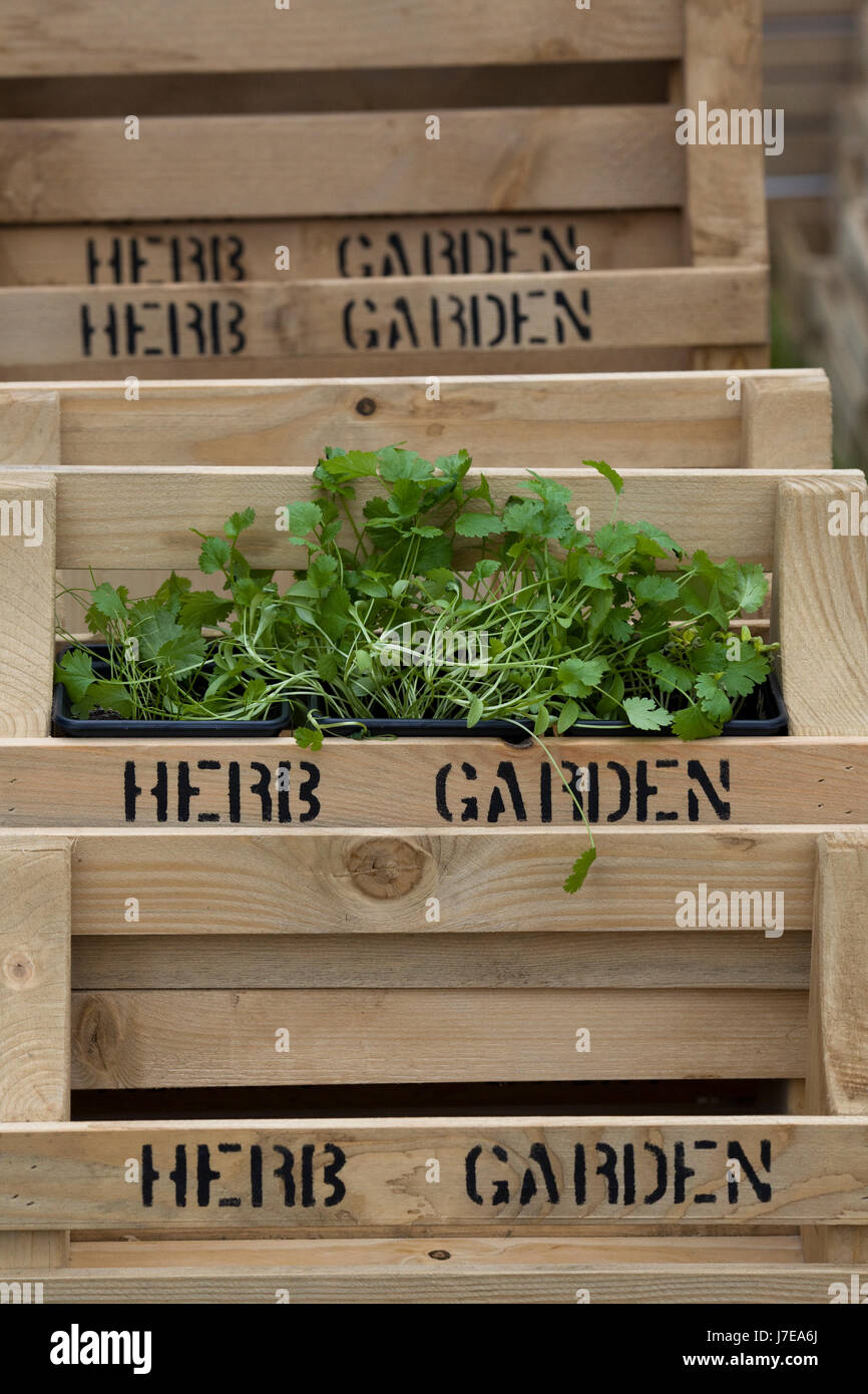 Herbs growing in wooden crates hires stock photography and images Alamy