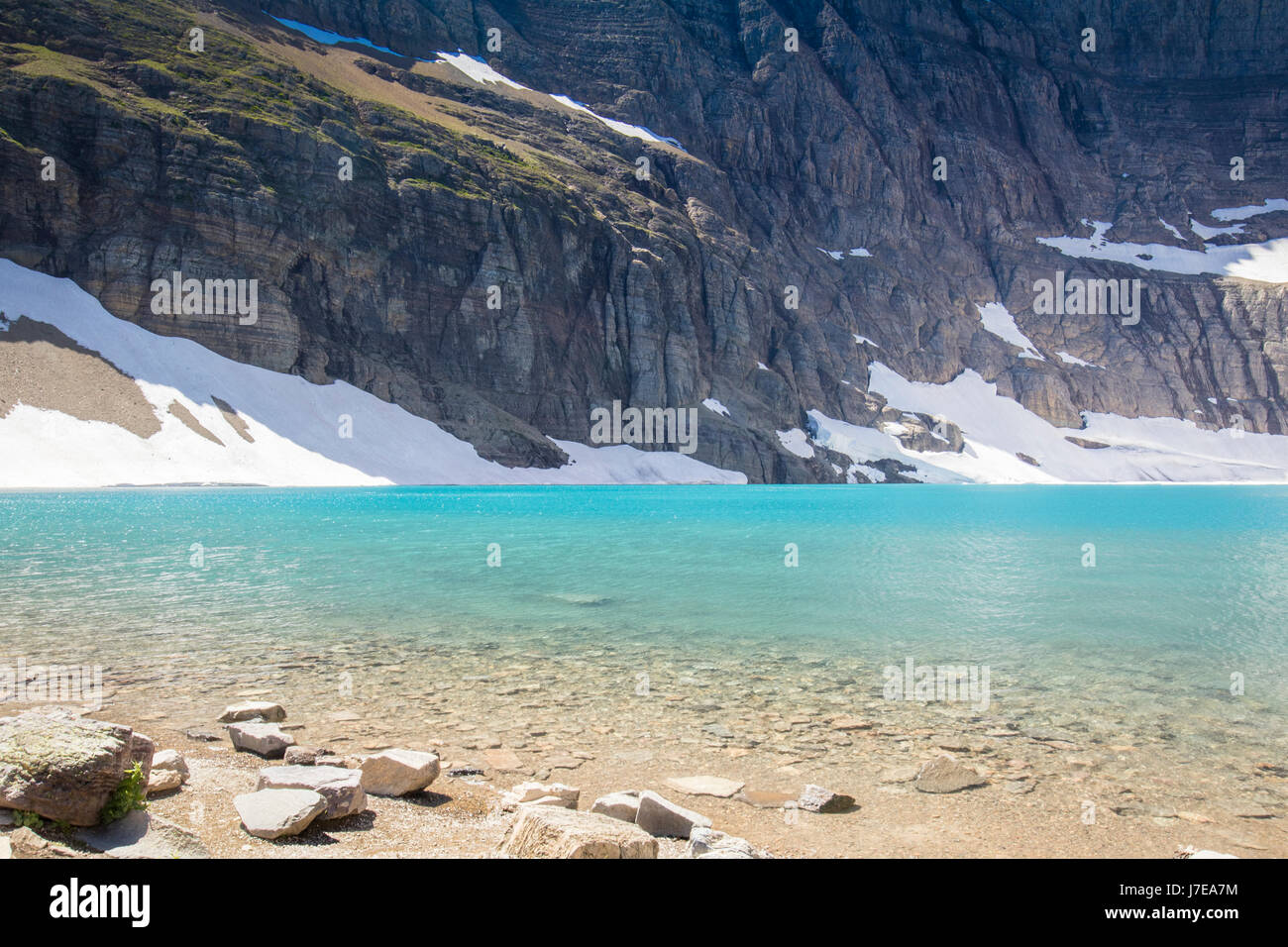 Iceberg lake Glacier National Park Landscape Flowers Wild flowers Stock ...