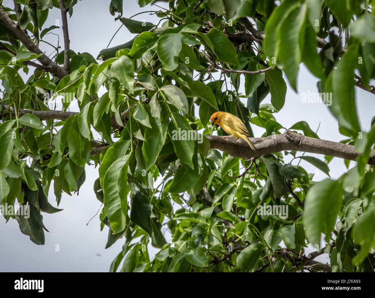 Smal yellow bird Male Orange-fronted Yellow Finch (Sicalis columbiana) in a tree - Cali, Colombia Stock Photo