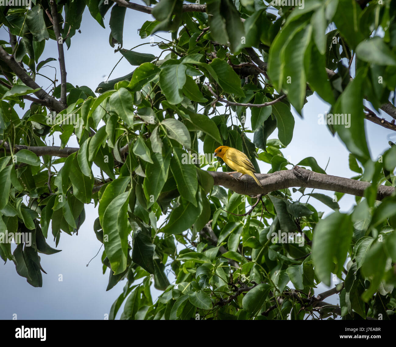 Smal yellow bird Male Orange-fronted Yellow Finch (Sicalis columbiana) in a tree - Cali, Colombia Stock Photo