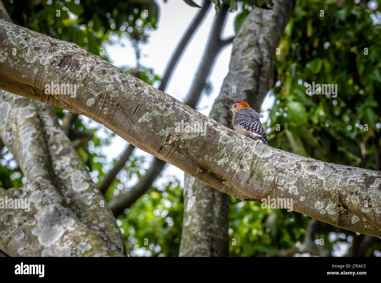 Small Red-crowned woodpecker bird (Melanerpes rubricapillus) in a tree - Cali, Colombia Stock Photo