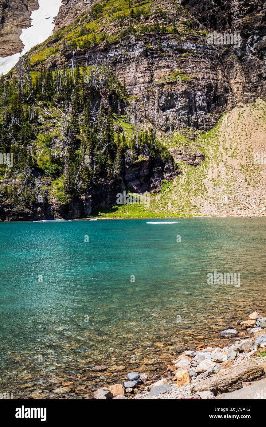 Iceberg lake Glacier National Park Landscape Flowers Wild flowers Stock ...