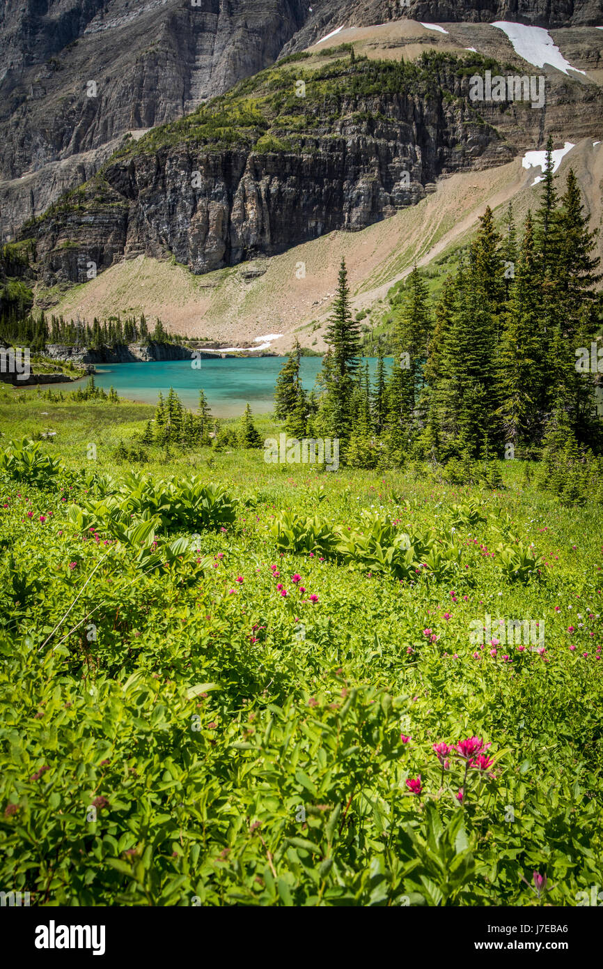 Iceberg lake Glacier National Park Landscape Flowers Wild flowers Stock ...