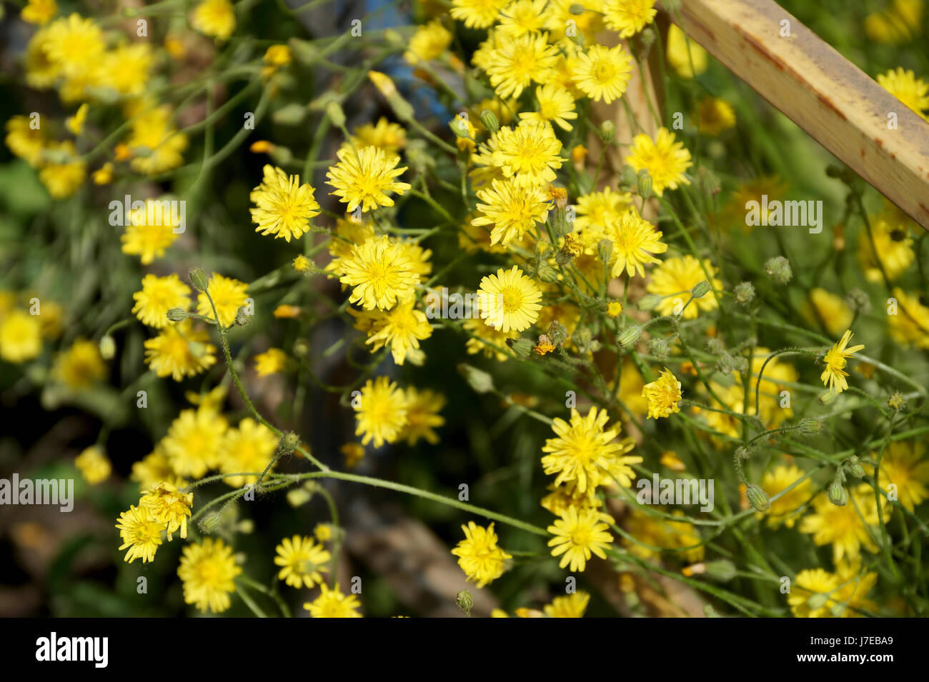 Yellow wild flowers on a lawn in the yard of an inhabited town house