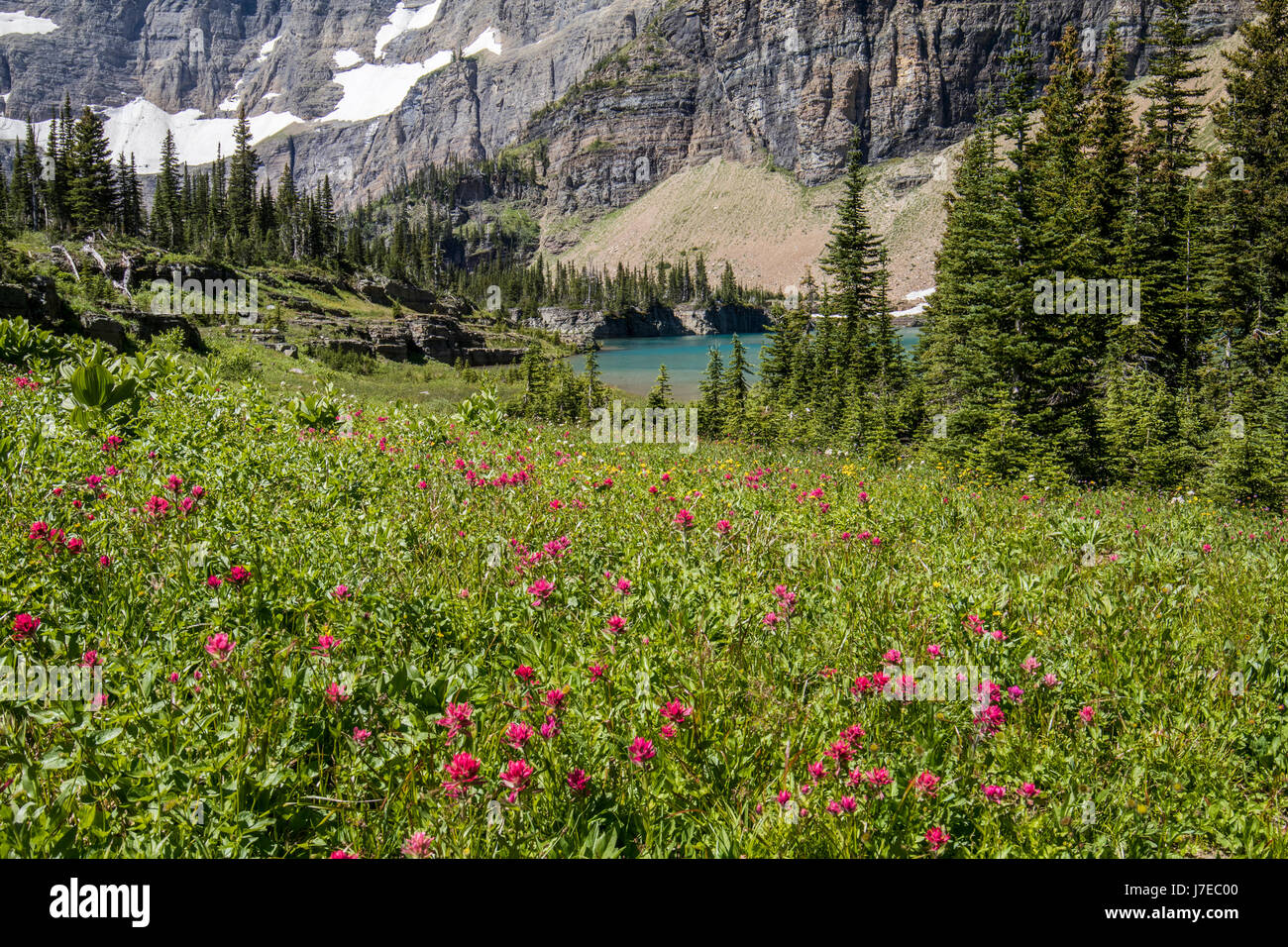 Wild flowers glacier national park iceberg lake landscape Stock Photo ...