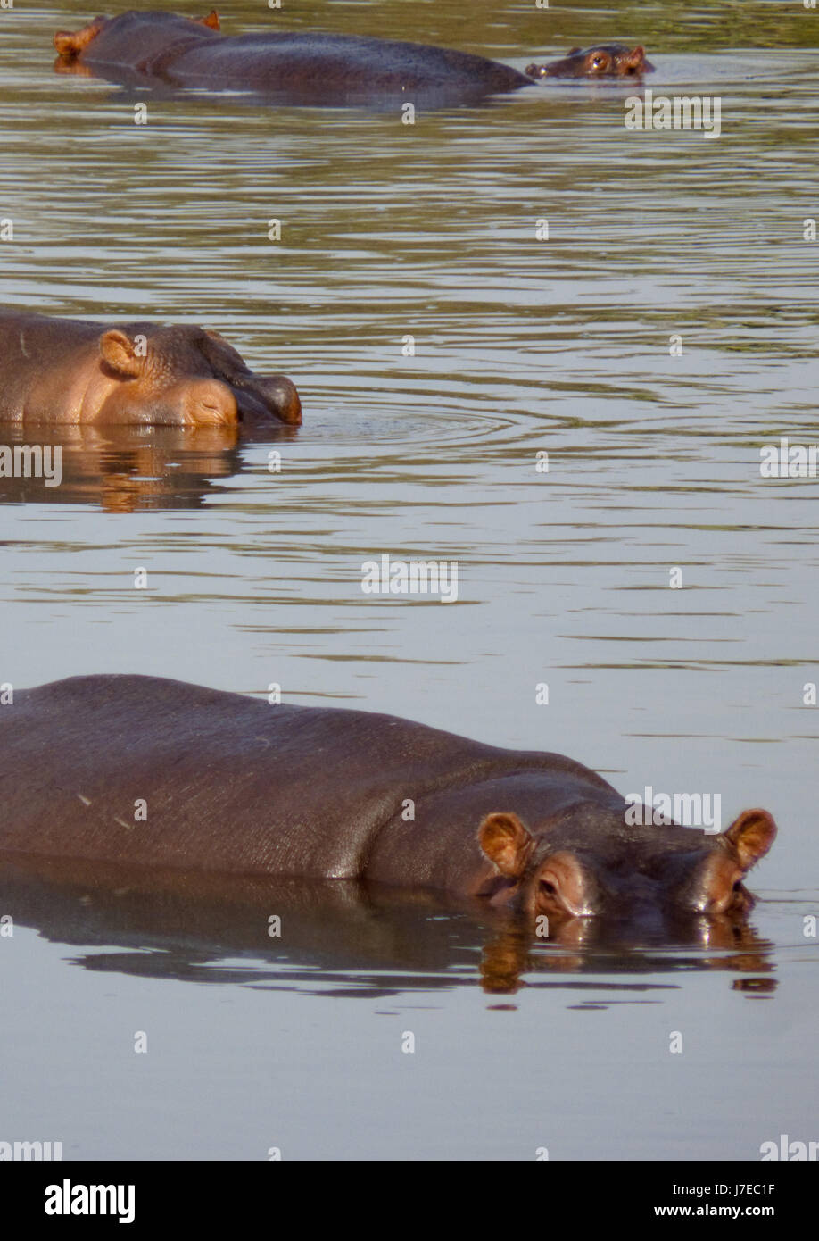 hippo pool Stock Photo