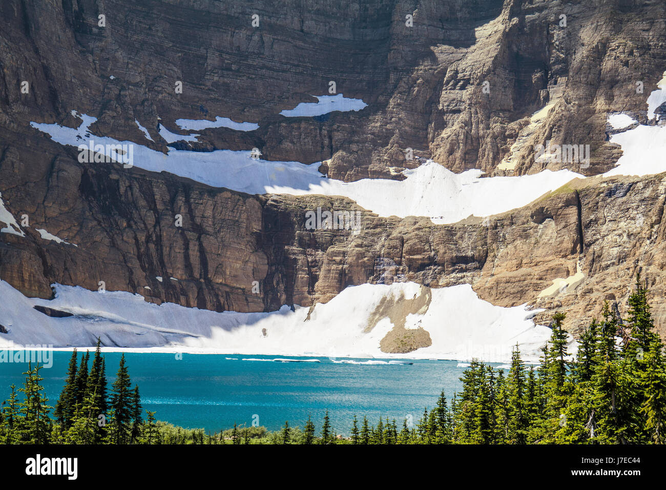 Iceberg lake Glacier National Park Landscape Flowers Wild flowers Stock ...