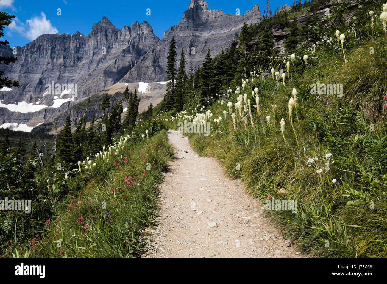 Iceberg lake Glacier National Park Landscape Flowers Wild flowers Stock ...
