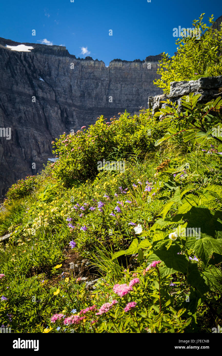Wild flowers glacier national park iceberg lake landscape Stock Photo ...