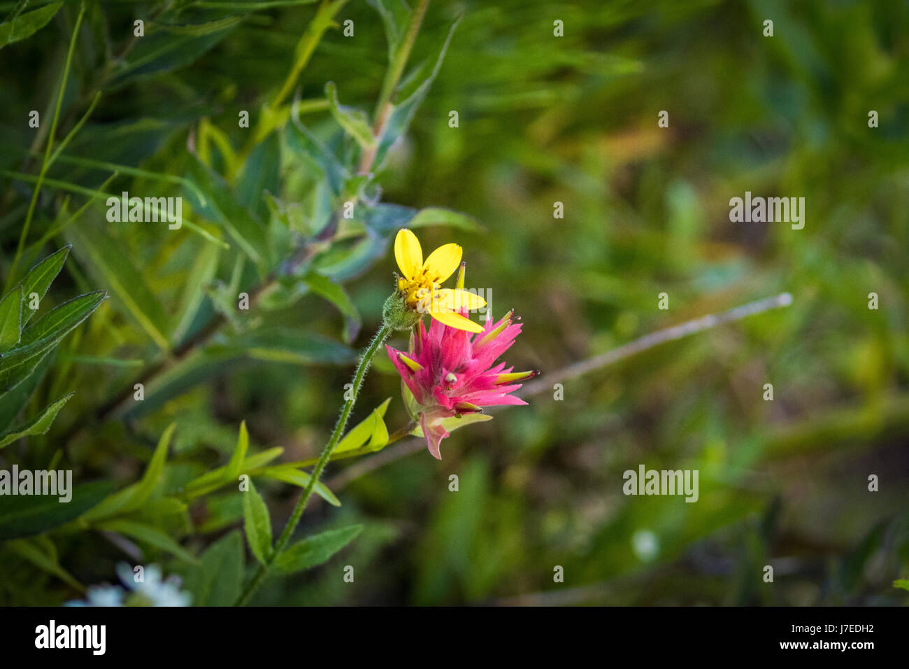 Wild flowers glacier national park iceberg lake landscape Stock Photo ...
