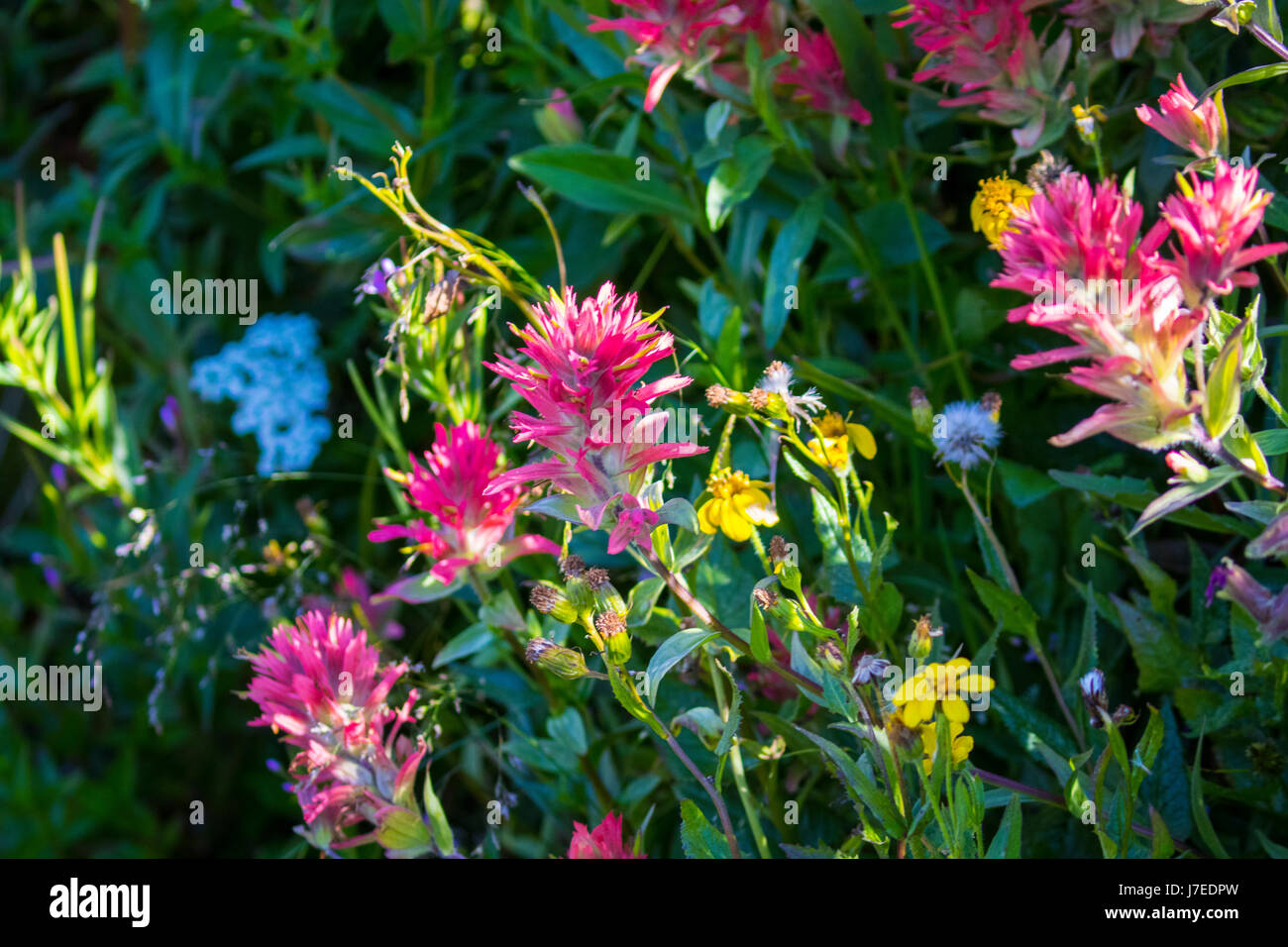 Wild flowers glacier national park iceberg lake landscape Stock Photo ...