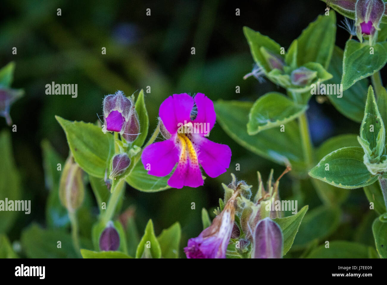 Wild flowers glacier national park iceberg lake landscape Stock Photo ...