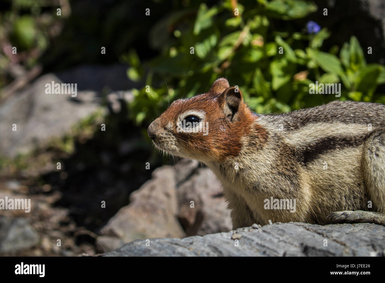 Wildlife wild flowers glacier national park landscapes Stock Photo - Alamy