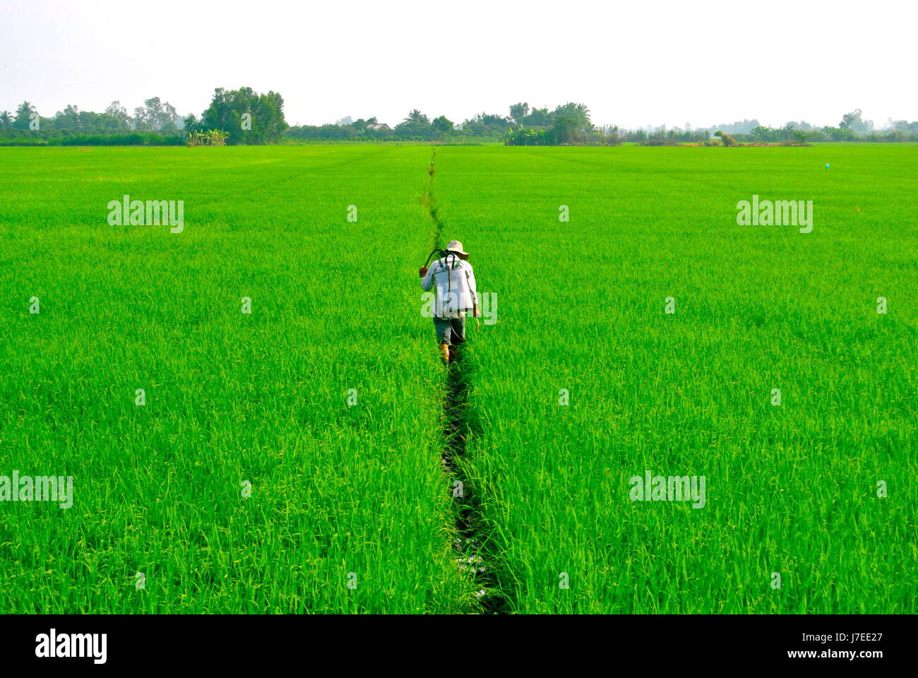 Farmer, Mekong Delta, Vietnam Stock Photo