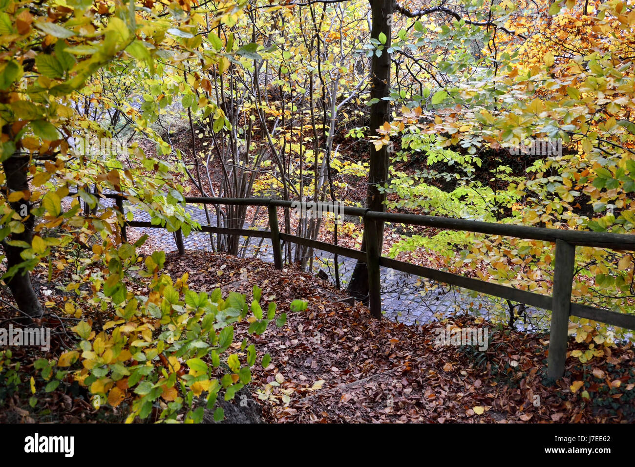Autumn in forest park Stock Photo - Alamy