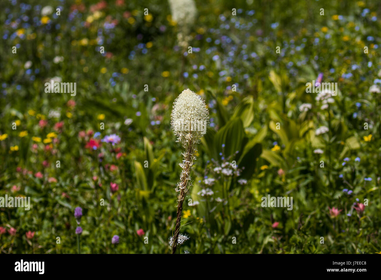 Wild flowers glacier national park iceberg lake landscape Stock Photo ...
