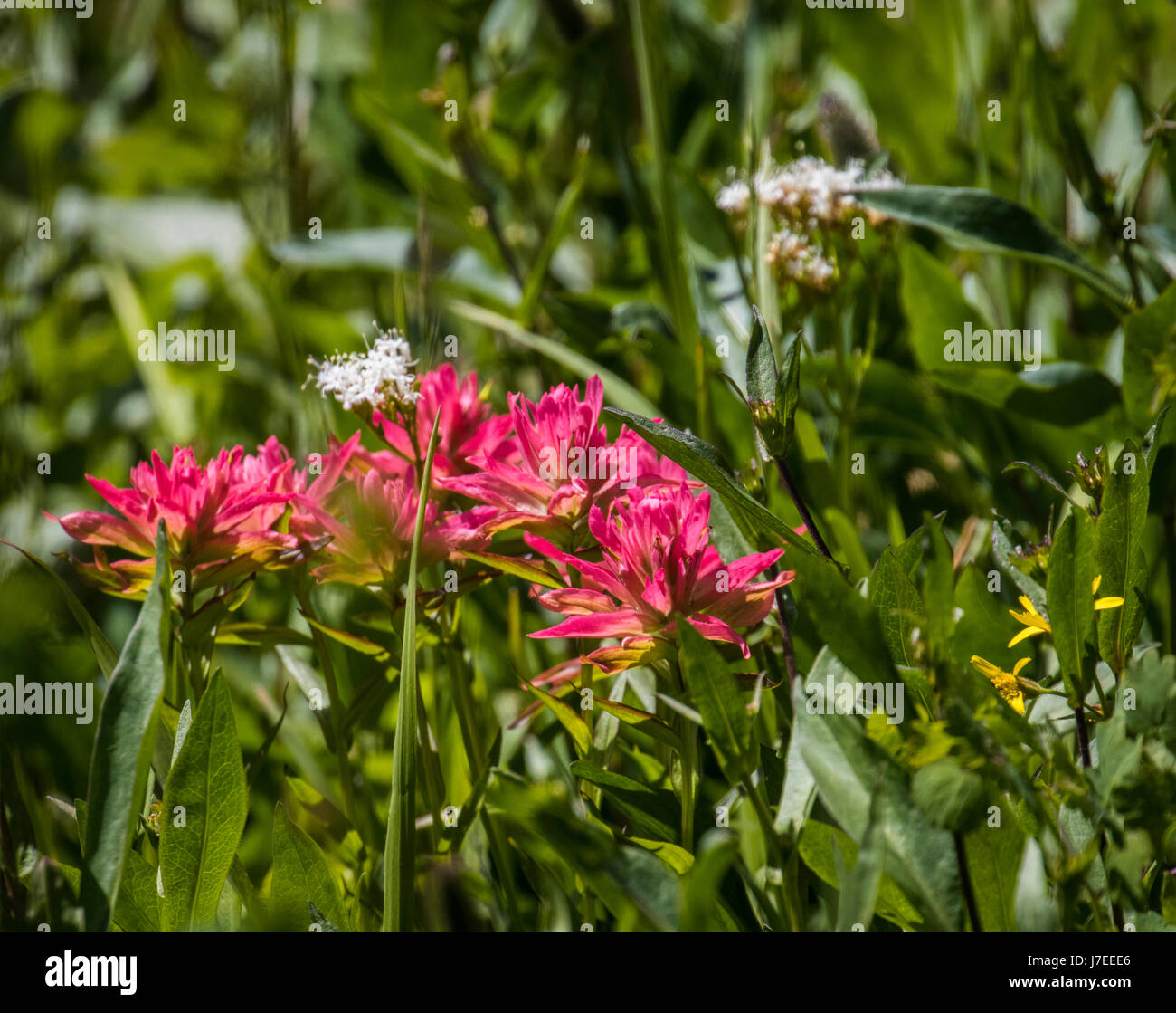 Wild flowers glacier national park iceberg lake landscape Stock Photo ...