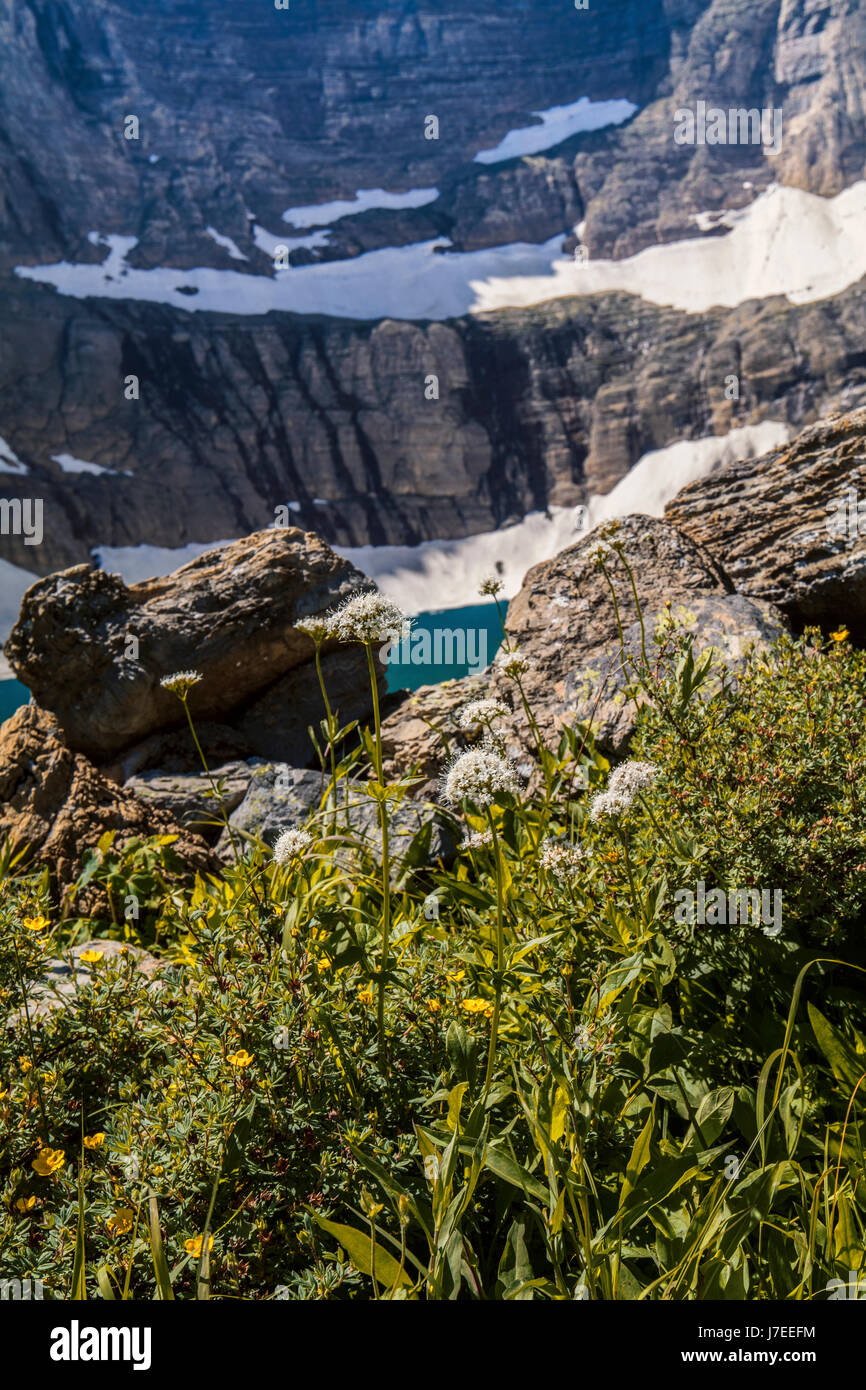 Iceberg lake Glacier National Park Landscape Flowers Wild flowers Stock ...