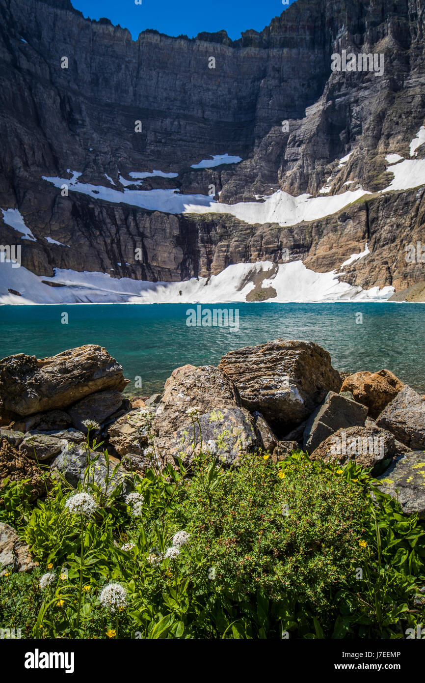 Iceberg lake Glacier National Park Landscape Flowers Wild flowers Stock ...