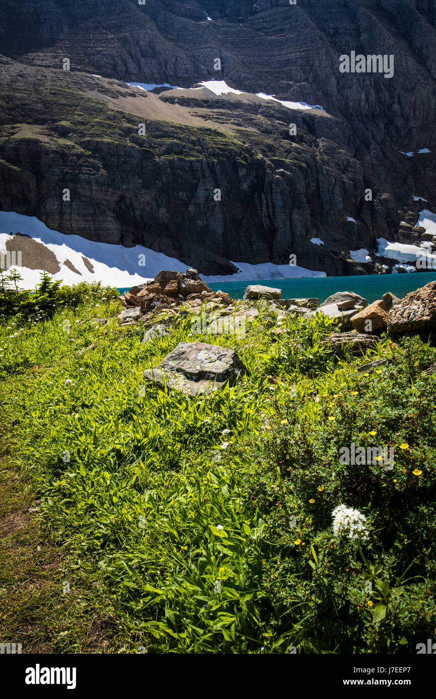Iceberg lake Glacier National Park Landscape Flowers Wild flowers Stock ...