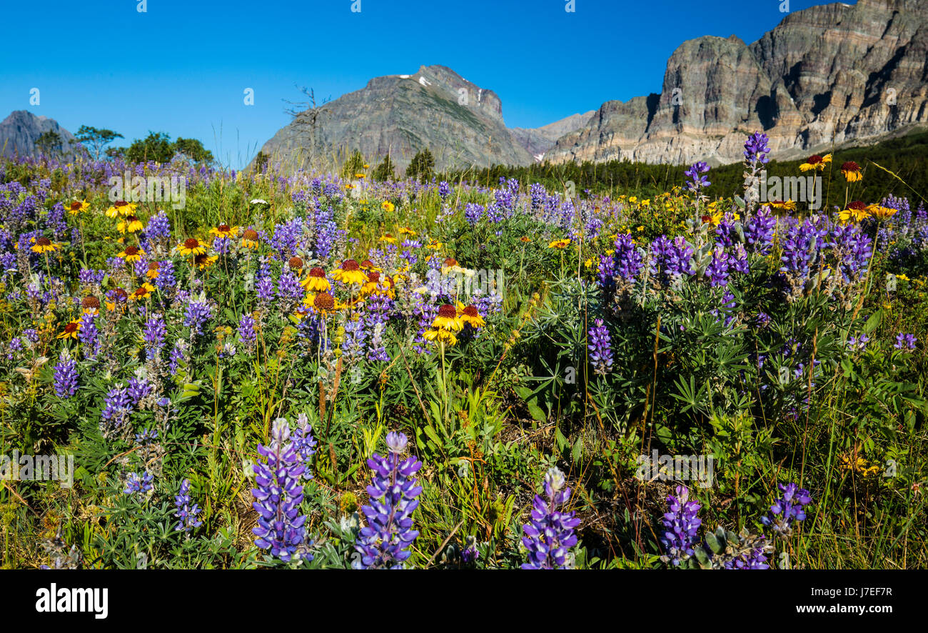Alpine Flower Glacier National Park Montana USA Wild Flowers Flower