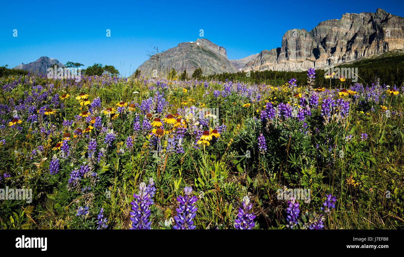 Alpine Flower Glacier National Park Montana USA Wild Flowers Flower Stock Photo