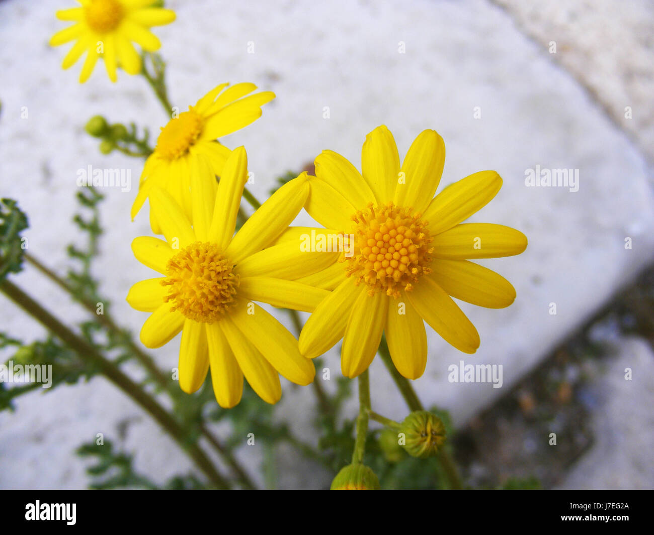The most beautiful yellow daisy flower, the yellow daisy Stock Photo