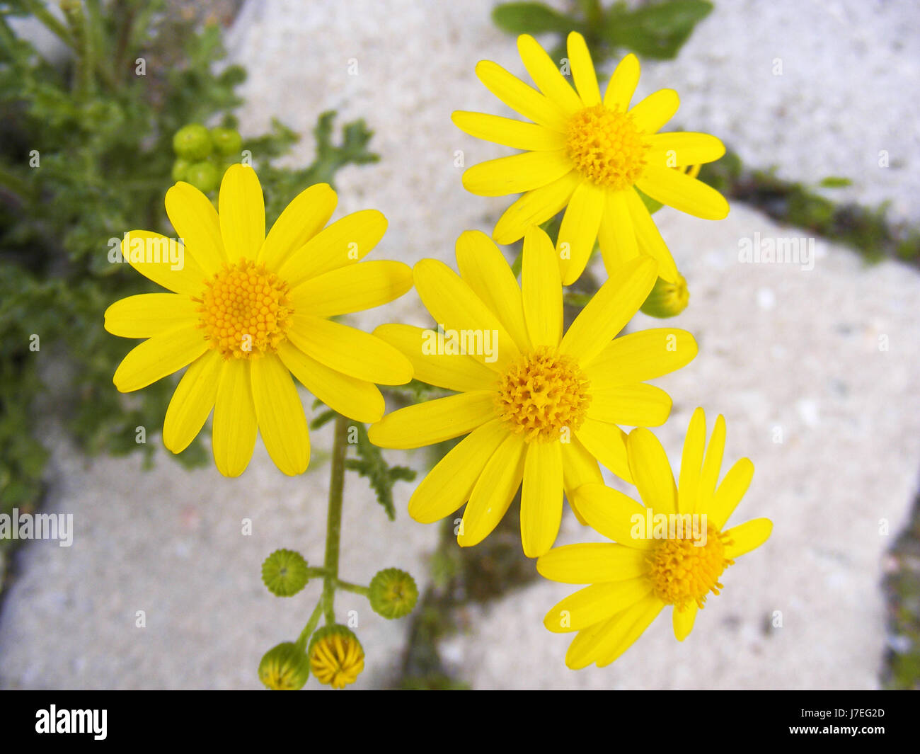 The most beautiful yellow daisy flower, the yellow daisy Stock Photo ...
