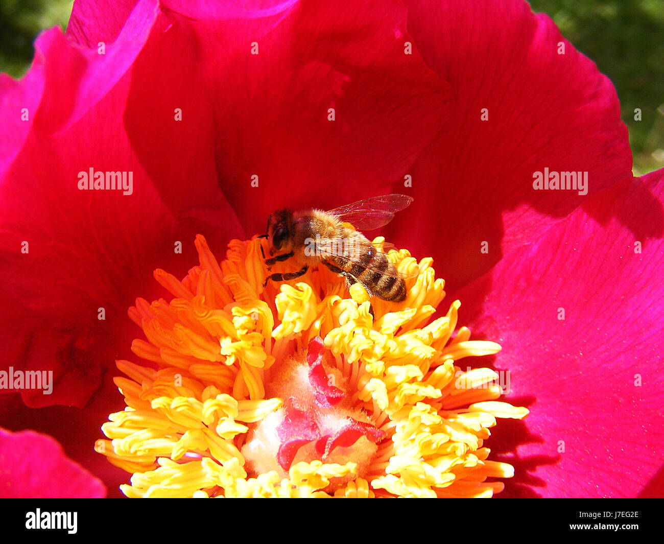 Bees and flowers, bee paintings that collect pollen from flowers Stock