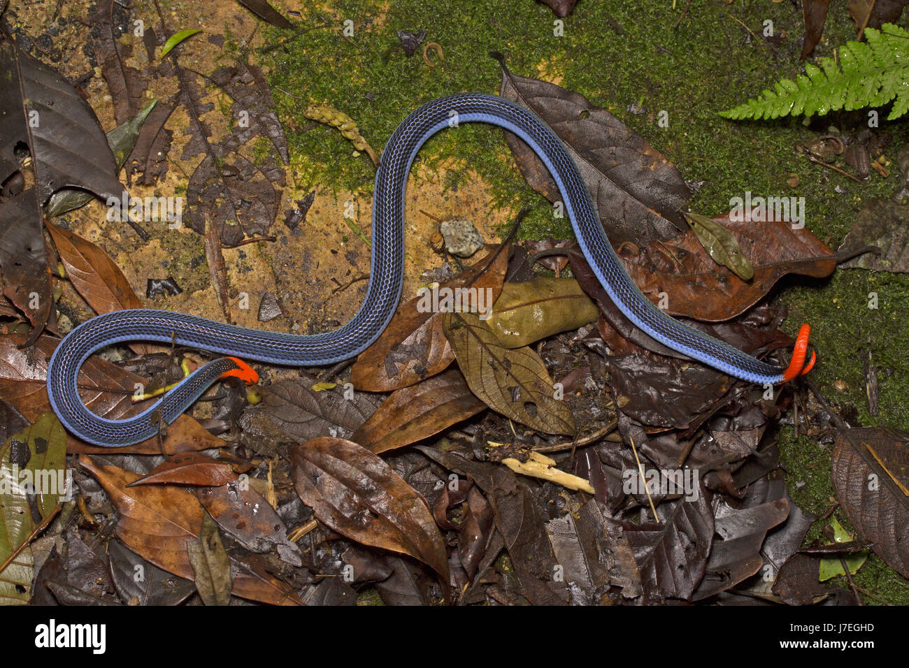 Blue Coral Snake Stock Photo