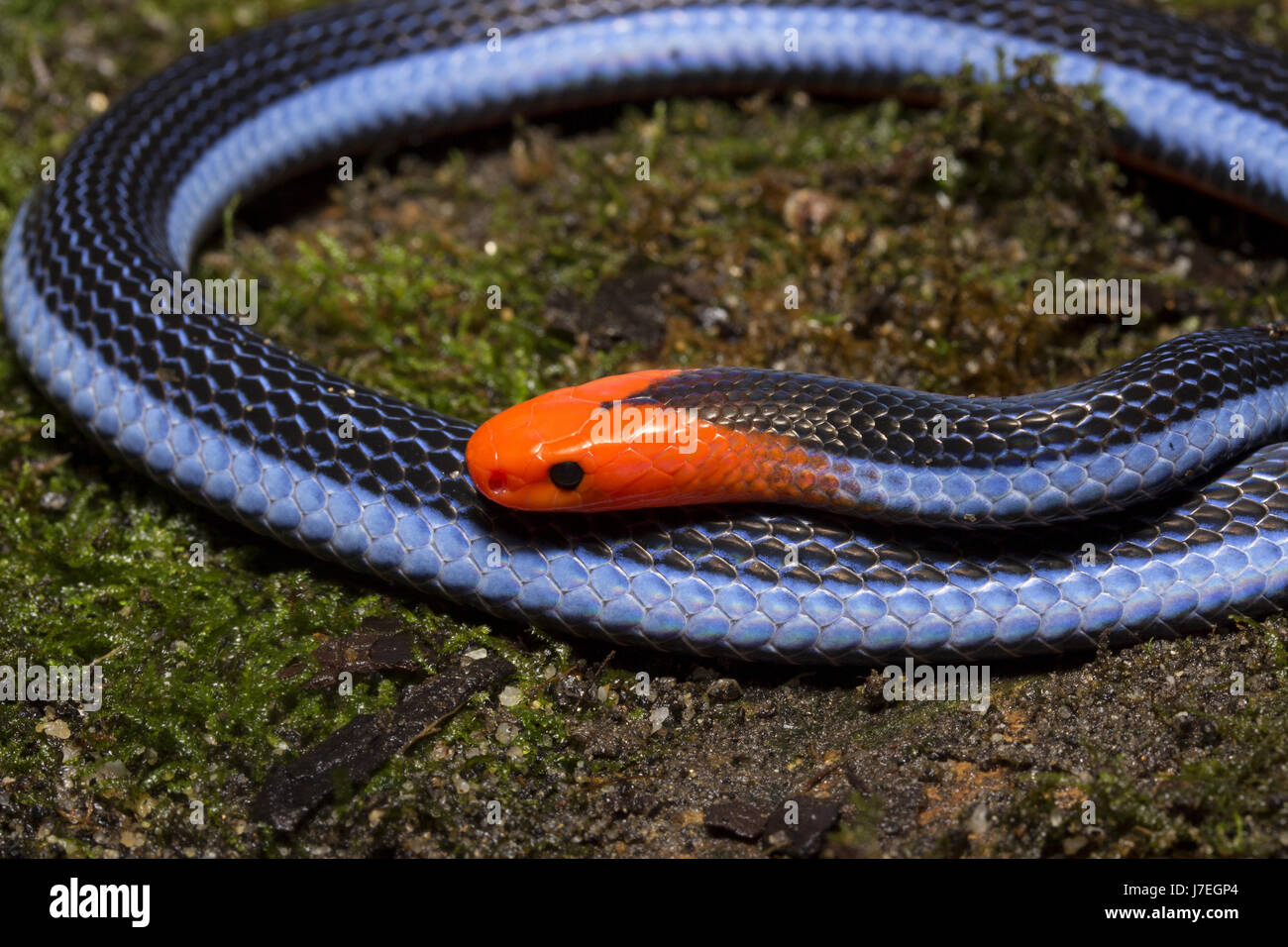 Blue coral ular 10 Ular