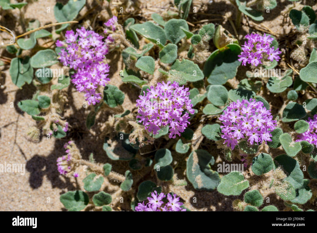 Sand Verbena (Abronia villosa) at Lake Mohave Arizona Stock Photo Alamy