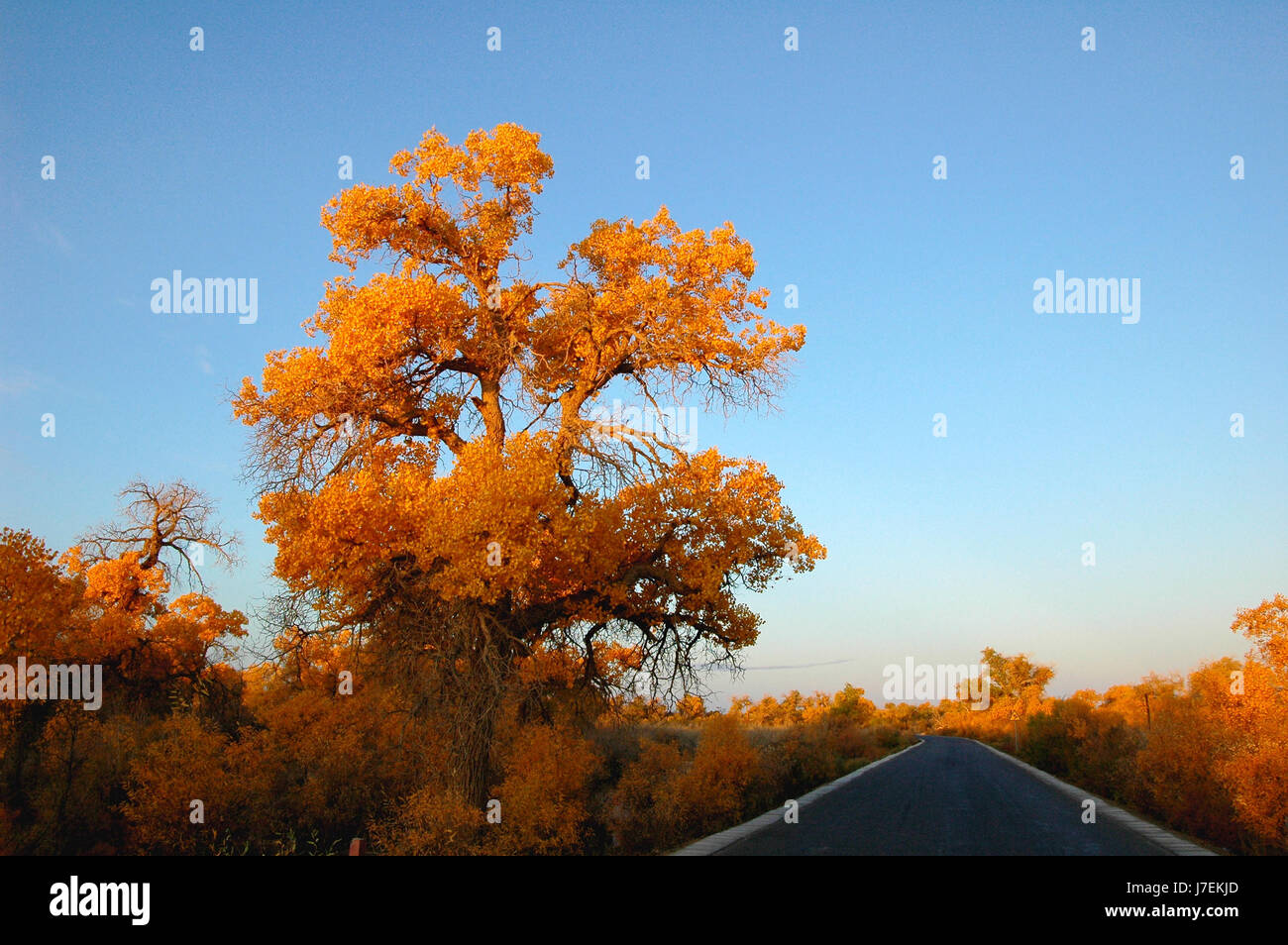woods orange landscape scenery countryside nature road street forest yellow Stock Photo Alamy