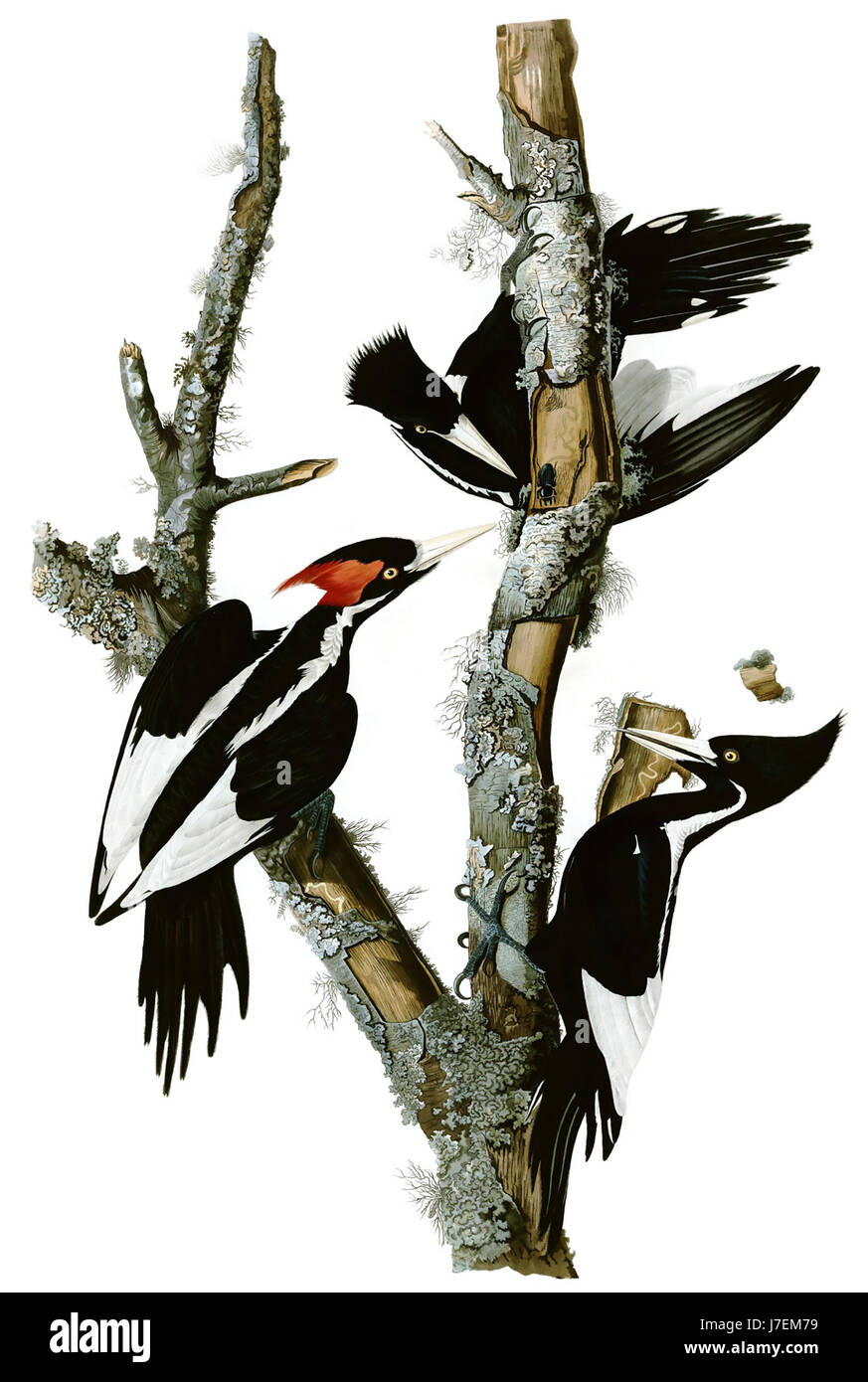 JOHN JAMES AUDUBON (1785-1851) Franco-American naturalist, ornithologist and painter. A plate showing Ivory Billed Woodpeckers from his 'Birds of America' published between 1827 and 1838 Stock Photo