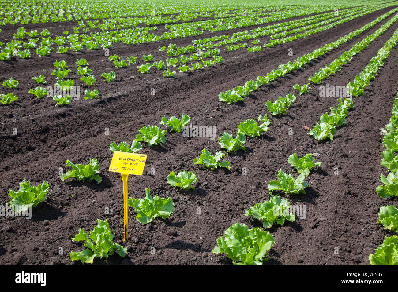 Antarctica a very popular iceberg lettuce; Labelled varieties of slow