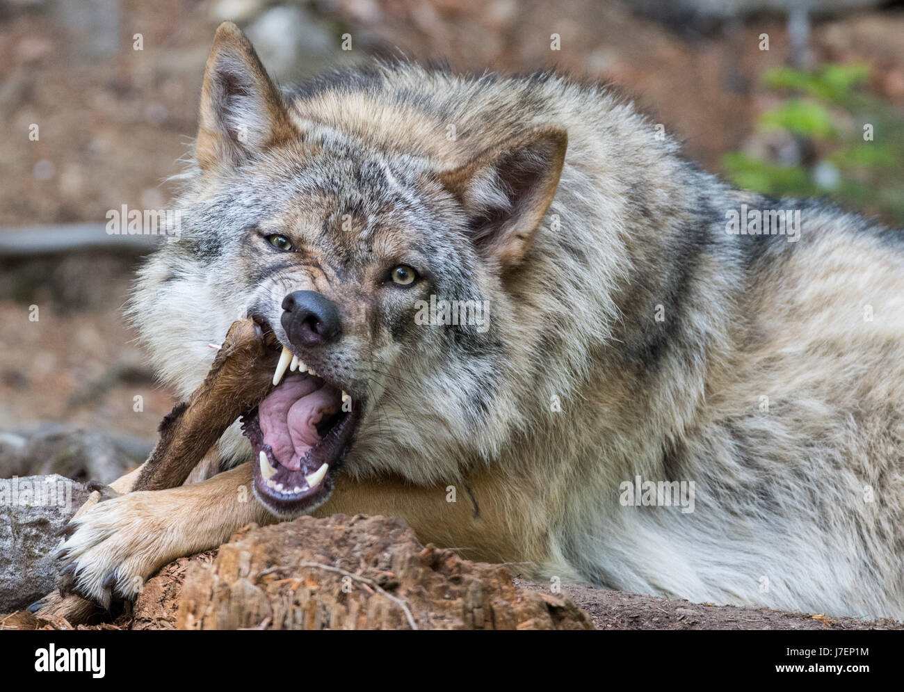 С разъяренным хищником. Волки в Алтайском крае. Самый страшный волк в мире.