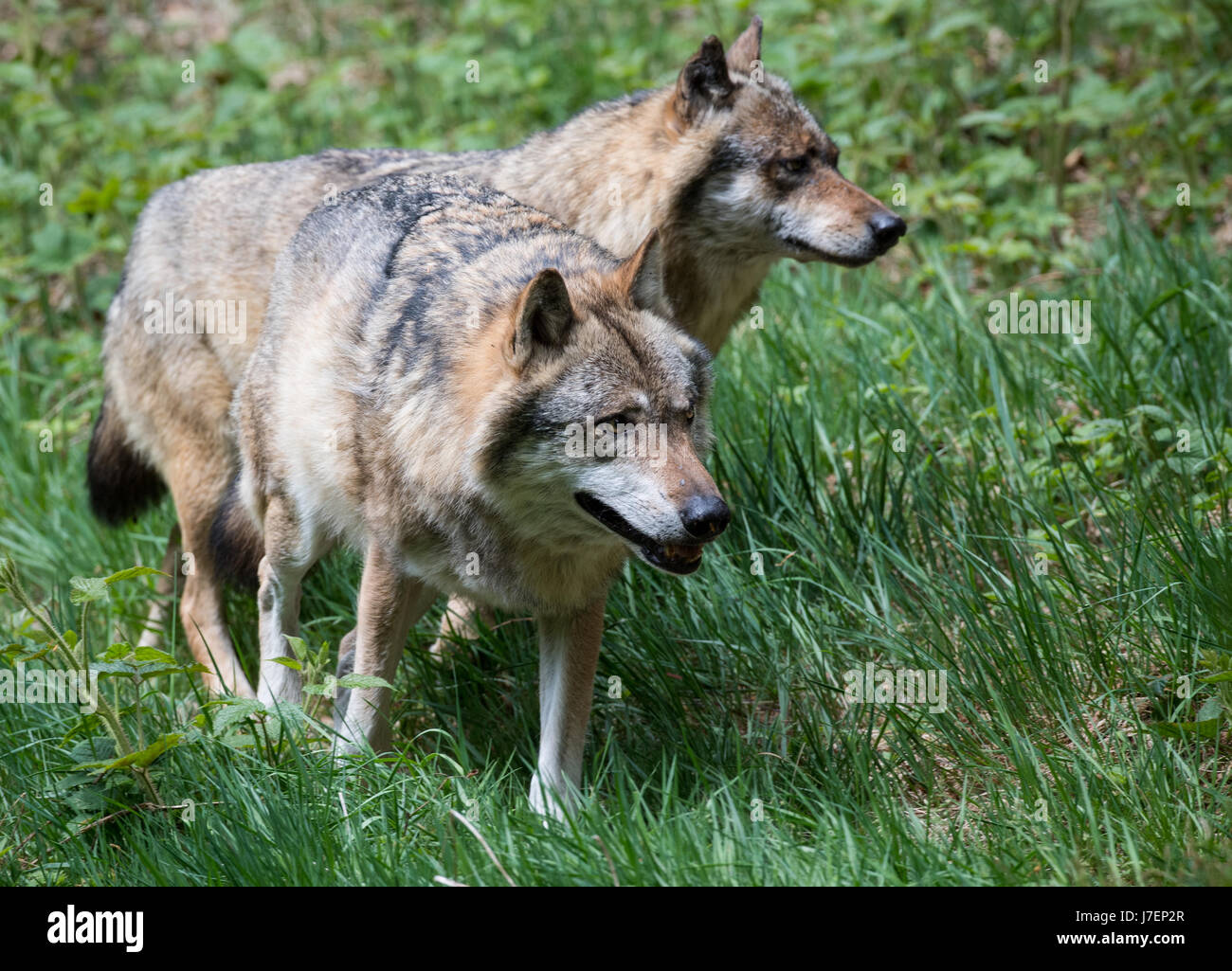 Ludwigsthal, Germany. 22nd May, 2017. Two wolves walk through their ...