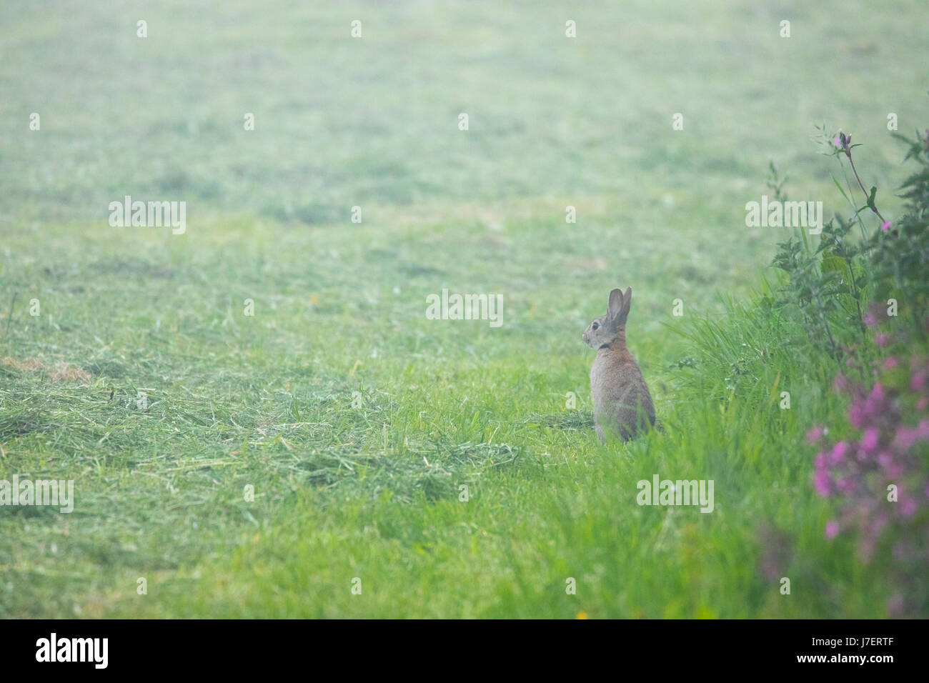 Flintshire, Wales, 24th May 2017 UK Weather. After the hottest day in Flintshire so far, this year today a dense fog has descended over the area with many parts down to 20ft of visibility.  A rabbit making use of the dense fog for an early evening meal near to the village of Halkyn, Flintshire    © DGDImages/Alamy Live News Stock Photo