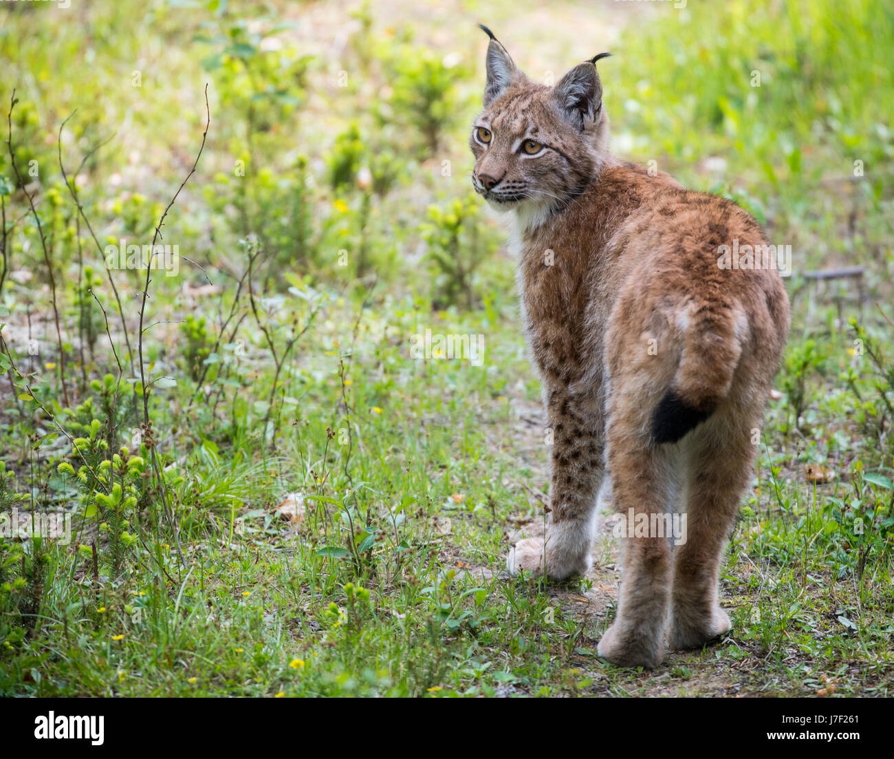 Ludwigsthal, Germany. 24th May, 2017. A Eurasian lnyx (Lyny lynx) pictures  in the animal open-air enclosure at the Bavarian Forest National Park in  Ludwigsthal, Germany, 24 May 2017. · NO WIRE SERVICE ·