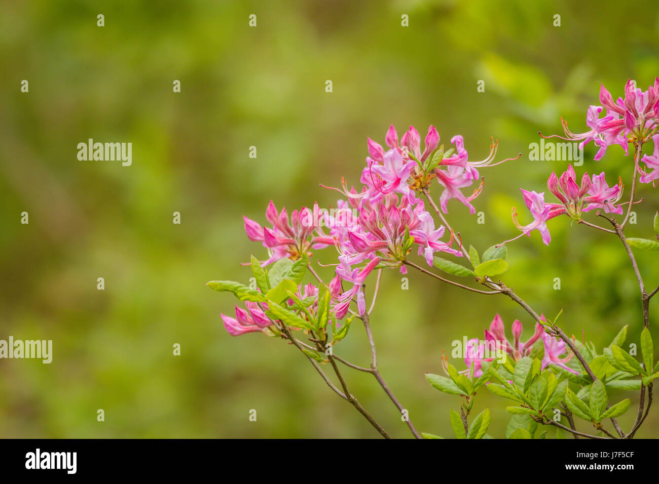 Wild pink fuschia Azelea (Rhododendron prinophyllum) make a beautiful and simple border in soft light Stock Photo