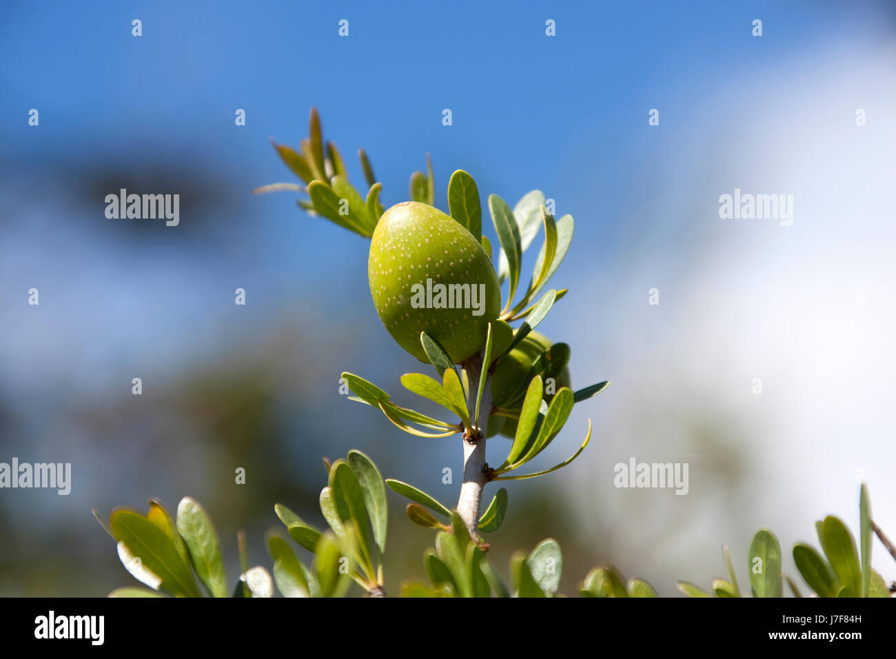 health tree branch nut organic healthy natural leaf closeup morocco daylight Stock Photo