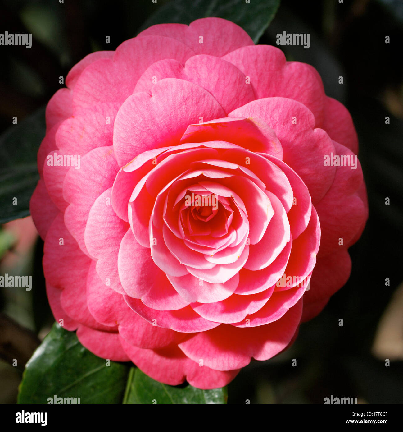 camellia Stock Photo