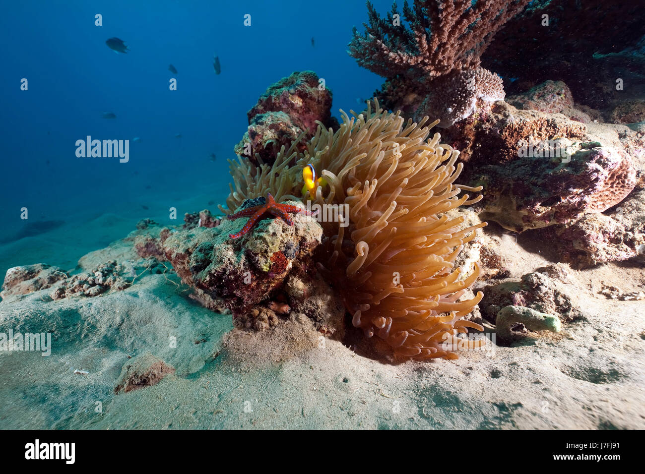 animal fish sunlight underwater colony exotic sunbeam egypt hard dive ...