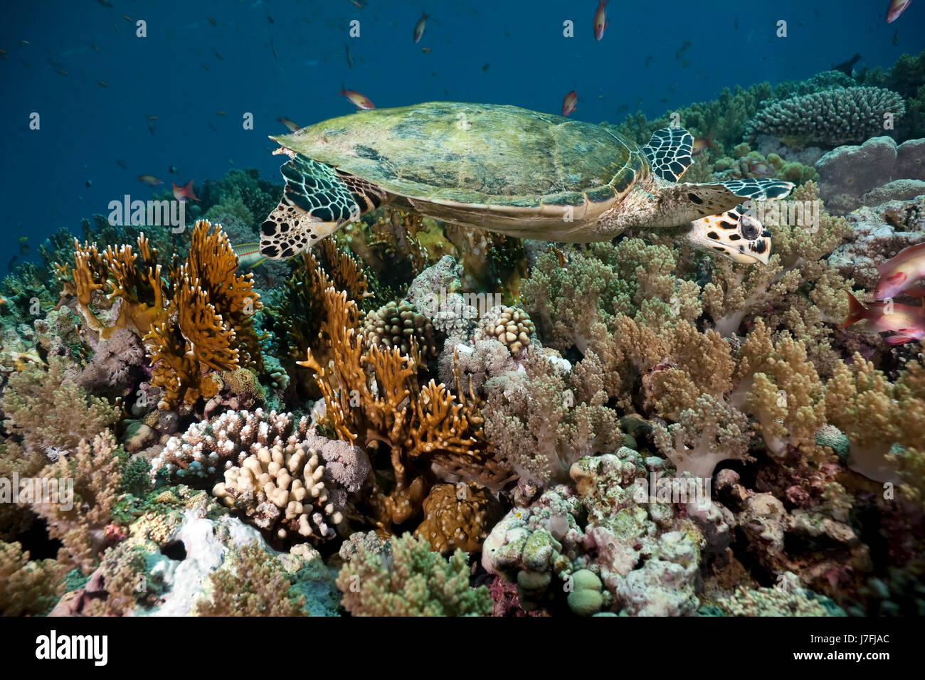 animal fish sunlight underwater colony exotic sunbeam egypt hard dive ...