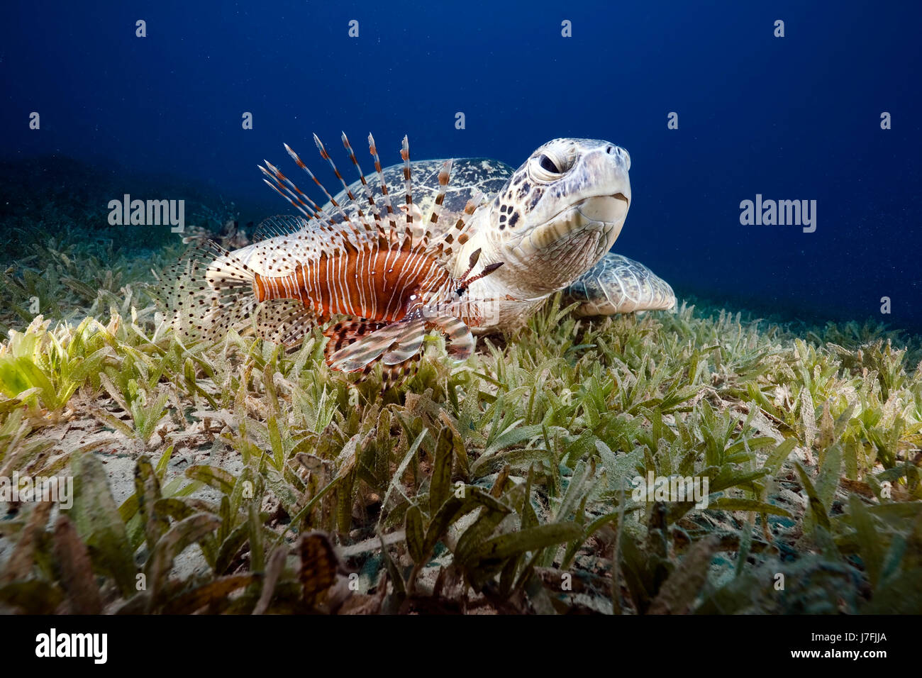 animal fish sunlight underwater colony exotic sunbeam egypt hard dive ...