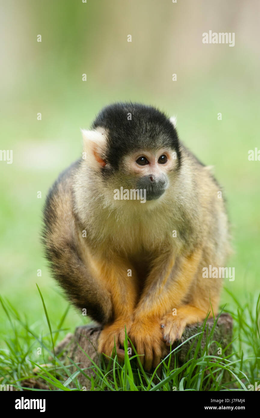 animal mammal monkey small tiny little short wildlife squirrel maddening pert Stock Photo