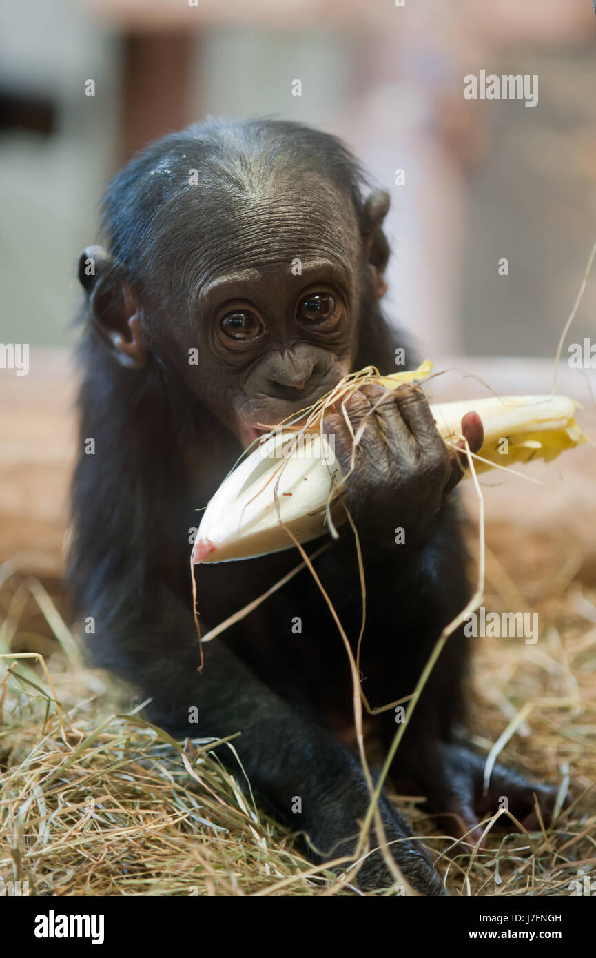 animal africa monkey wildlife chimpanzee maddening pert coquettish cute hand Stock Photo