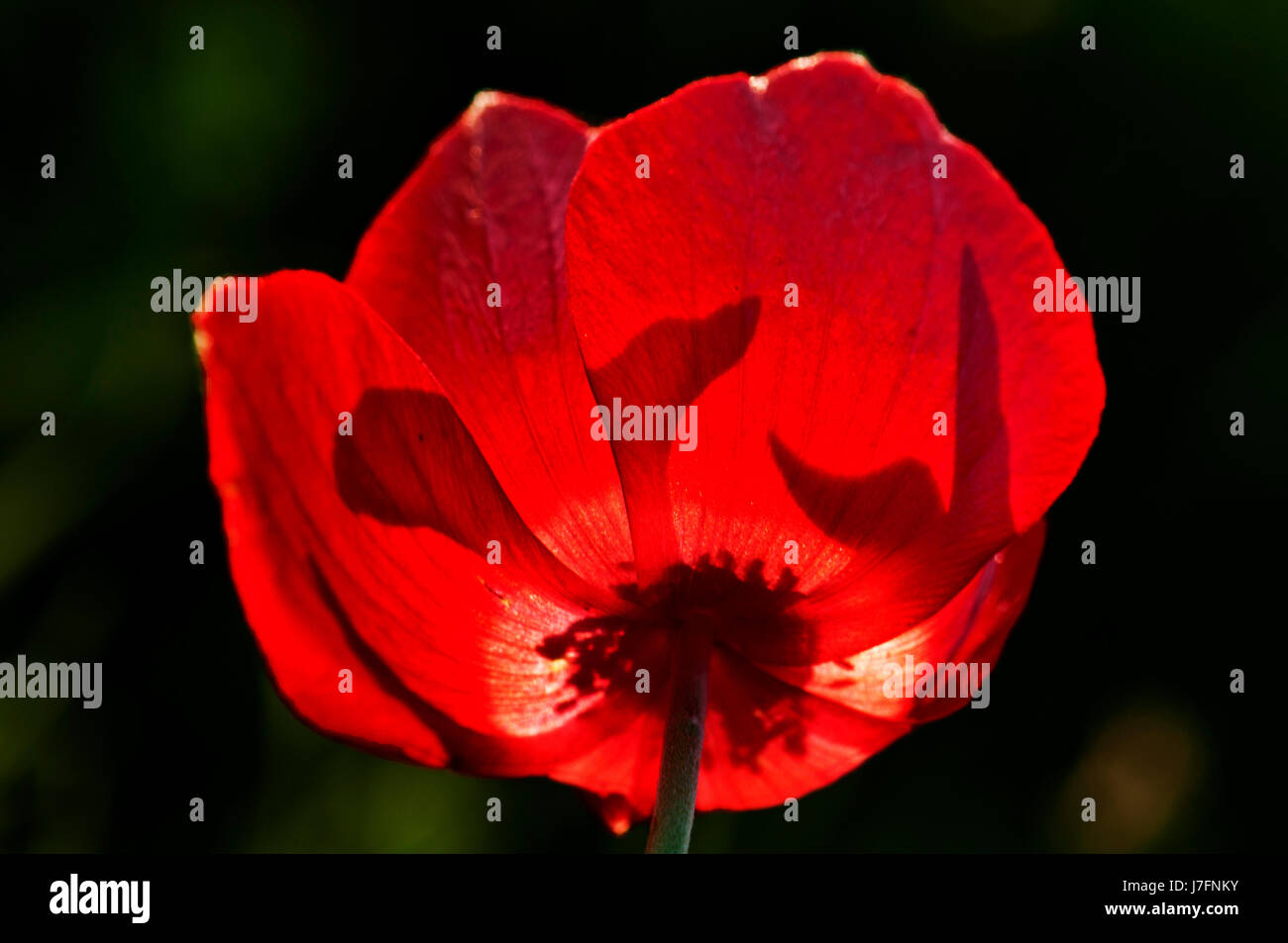 Anemone in  back-light Stock Photo