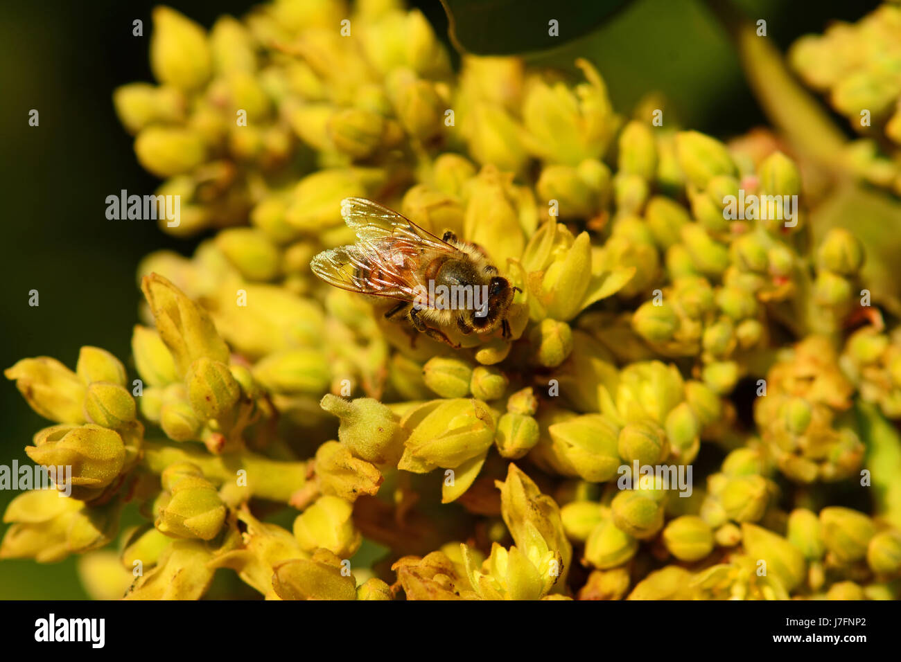 Bee pollinating avocado flowers Stock Photo