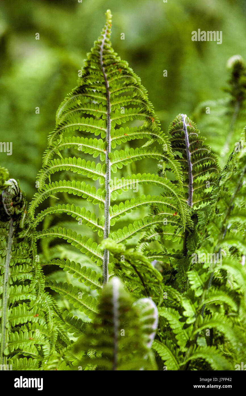 Ostrich fern Matteuccia struthiopteris frond fresh leaves Stock Photo